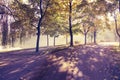 Yellow colored trees and purpule shade in a park alley