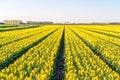 Yellow colored tulip flowers in long converging flower beds at a