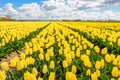 Yellow colored tulips in almost endless rows