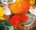 Yellow and colorful fallen down leaves Royalty Free Stock Photo