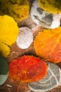 Yellow and colorful fallen down leaves Royalty Free Stock Photo