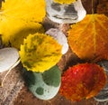 Yellow and colorful fallen down leaves Royalty Free Stock Photo
