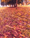 Yellow and colorful leaves autumn colors in the park outdoor with tree and sunshine