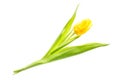 Yellow colorful tulip flower isolated on white background. Mothersday or spring concept. Royalty Free Stock Photo