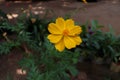 Yellow colour beatiful flower .