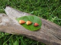 Yellow colour big round seeds in the Green leaf.The Indian beautiful Yellow color seeds