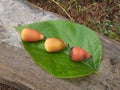 Yellow colour big round seeds in the Green leaf.The Indian beautiful Yellow color seeds