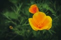 Yellow colour California poppy flower with green background of leafs. Close up shot of single flower.