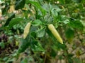 Yellow colour chilli or chilli pepper growing on the plant Royalty Free Stock Photo