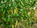 Yellow colour chillies or chilli peppers growing on the plant Royalty Free Stock Photo