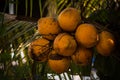 Yellow colour coconut bunch