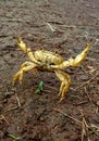 Yellow colour crab on graund shell fish , animal , wild life. Selective focus on subject