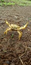 Yellow colour crab on graund shell fish , animal , wild life. Selective focus on subject