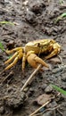 Yellow colour crab on graund shell fish , animal , wild life. Selective focus on subject