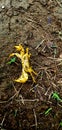 Yellow colour crab on graund shell fish , animal , wild life. Selective focus on subject