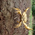 Yellow colour crab on graund shell fish , animal , wild life. Selective focus on subject