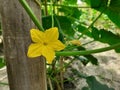 Yellow colour cucumber flower on the plant.