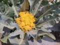 Yellow colour flower cabbage