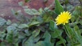 Yellow colour flower which is small in size