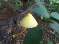 Yellow colour Mushroom grow on old wood