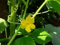 Yellow colour small Cucumber flower of India Royalty Free Stock Photo