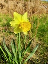 Yellow colour wild flower