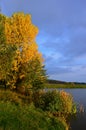 Yellow coloured autumn broadleaf tree and some bushes and wetland plants growing on bank of a lake, cloudy skies. Royalty Free Stock Photo