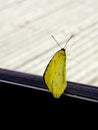 Yellow Butterfly on Resting on Glass