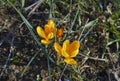 Yellow coloured crocuses, flower carpet on  meadow Royalty Free Stock Photo