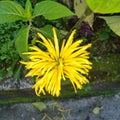 Yellow ???? coloured flora of North East India