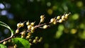 Yellow coloured fruit of Deutzia Scabra, also called Fuzzy Deutzia, common ornamental shrub in Europe