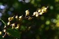 Yellow coloured fruit of Deutzia Scabra, also called Fuzzy Deutzia, common ornamental shrub in Europe