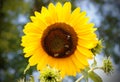 Yellow Sun flower in the blu sky with bee