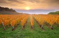 Yellow coloured vineyard in early autumn morning