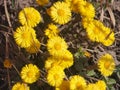 Yellow coltsfoot flowers bloom against the background of dry last year's grass. Buds of the first spring flowers