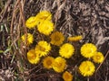 Yellow coltsfoot flowers bloom against the background of dry last year's grass. Buds of the first spring flowers