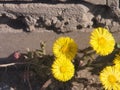 Yellow coltsfoot flowers bloom against the background of dry last year's grass. Buds of the first spring flowers