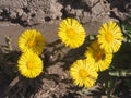 Yellow coltsfoot flowers bloom against the background of dry last year's grass. Buds of the first spring flowers