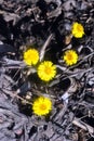 Yellow coltsfoot flowers blooming on black ground background, sunny spring day in wood Royalty Free Stock Photo