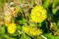 Yellow coltsfoot flowers Tussilago farfara in early spring Royalty Free Stock Photo