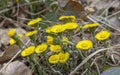 Yellow coltsfoot Tussilago Farfara in the early spring. Coltsfoot flowers close up. Macro. Royalty Free Stock Photo