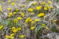 Yellow coltsfoot Tussilago Farfara in the early spring. Coltsfoot flowers close up. Macro. Royalty Free Stock Photo