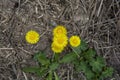 Yellow coltsfoot Tussilago Farfara in the early spring. Coltsfoot flowers close up. Macro. Selective focus Royalty Free Stock Photo