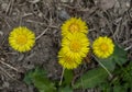 Yellow coltsfoot Tussilago Farfara in the early spring. Coltsfoot flowers close up. Macro. Selective focus Royalty Free Stock Photo