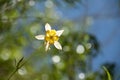 Yellow Columbine Against a Blue Sky Royalty Free Stock Photo