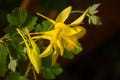 Yellow Columbine Aquilegia coerulea Royalty Free Stock Photo