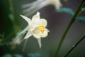 Yellow Columbine Bloom