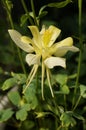 Yellow Columbine