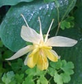 Yellow columbine