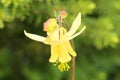 Yellow Columbine flower in Bloom